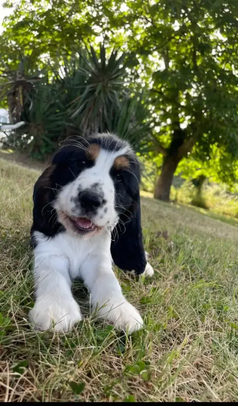 Cocker Spaniel Anglais  Betty Boop Des Joyaux Du Peti a3de1