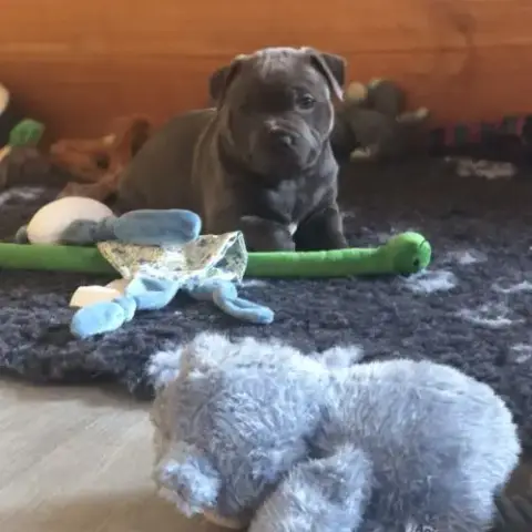 Femelle Staffie Lof À Réserver.