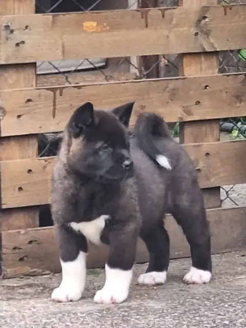 Akita Americain  Black Pearl Galadriel'S Angels