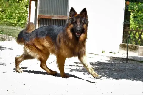 Berger Allemand  B Du Chemin Des Cinq Rivieres photo 2