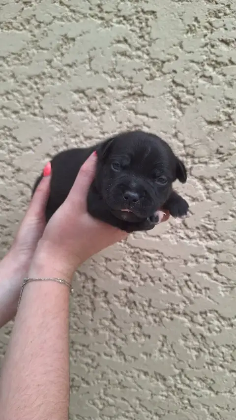 Staffordshire Bull Terrier  Chiot W2 Woody'S Original 3f855