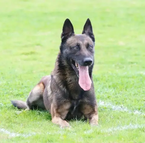 Berger Belge  Chiot 9 Du Gardien Des Esterelles