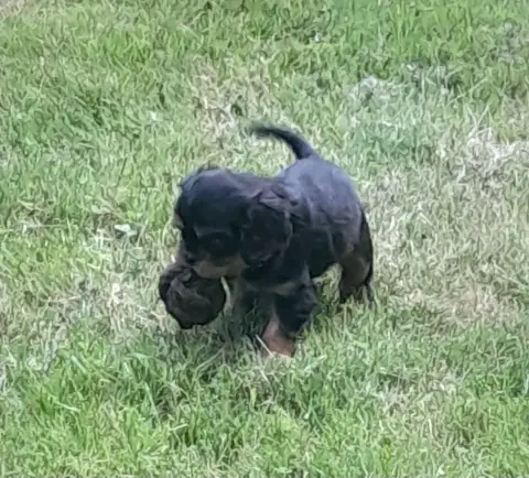 Cavalier King Charles Spaniel  Betty Du Tison D'Argen c9b33 photo 2