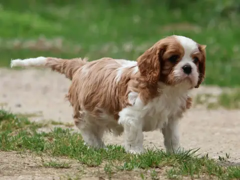 Cavalier King Charles Spaniel  Best Off Des Collines  d2c46 photo 2