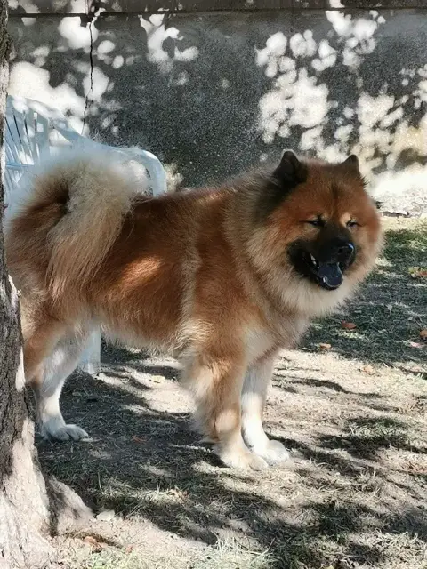 Eurasier  Chiot 3 Des Sables D'Olympe