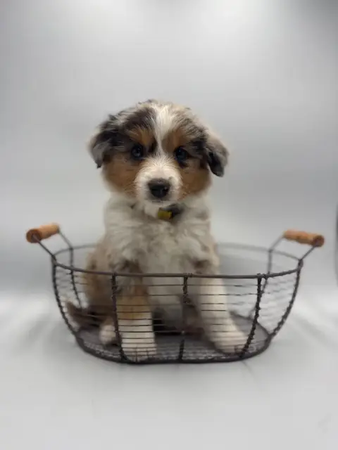 Berger Américain Miniature  Chiot N°9 Des Joyaux Des  3b584 photo 3