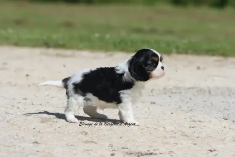 Cavalier King Charles Spaniel  B... De La Bergerie D' e239d photo 2
