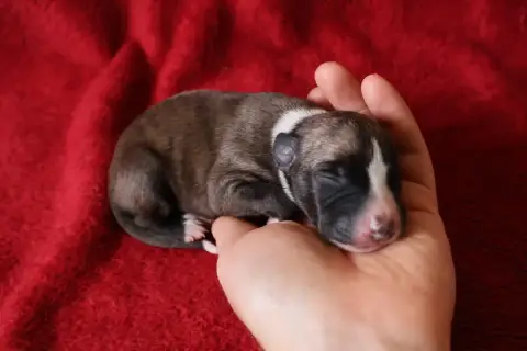 Whippet  Chiot N°5 Dear Sweety
