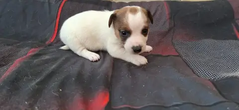 Jack Russell Terrier  Chiot 8 De L'Etang De Rochefort f3a6a