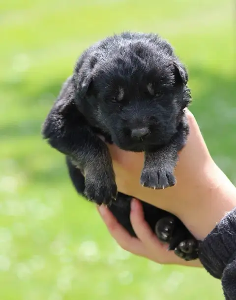 Berger Allemand  Chiot 5 Des Crocs De Heurtevent