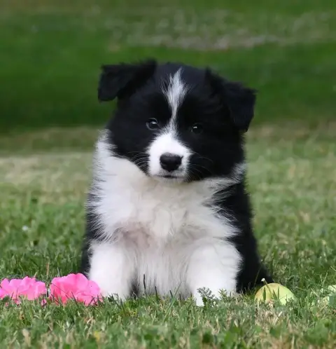 Border Collie 
                        Garçon 4 Of Pa 393b1