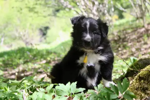 Border Collie  Collier Jaune Des Gardiens De La Milan a988d