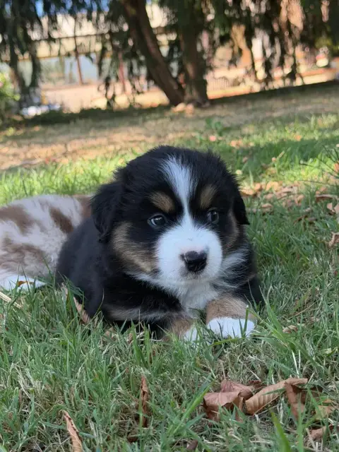 Berger Américain Miniature  Chiot 6 De Mercelo