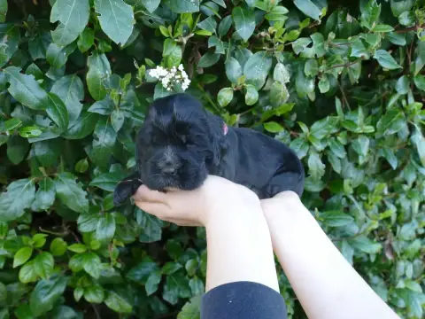 Cocker Spaniel Anglais  Chiot N°5 photo 3