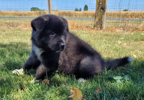 Akita Americain  Bully Des Marais De Courmont photo 3