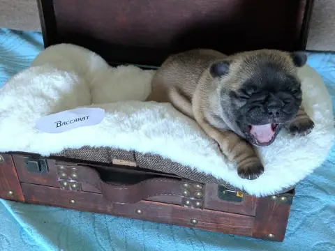 Bouledogue Français  Baccarat photo 3