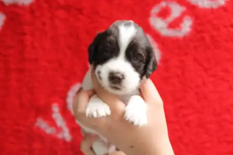English Springer Spaniel  B Brush Master