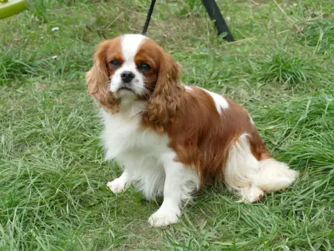 Cavalier King Charles Spaniel  Chiot 3 De La Montagne 8c416 photo 3