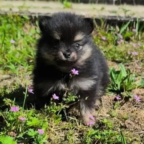 Chiot Mâle Croisé Spitz