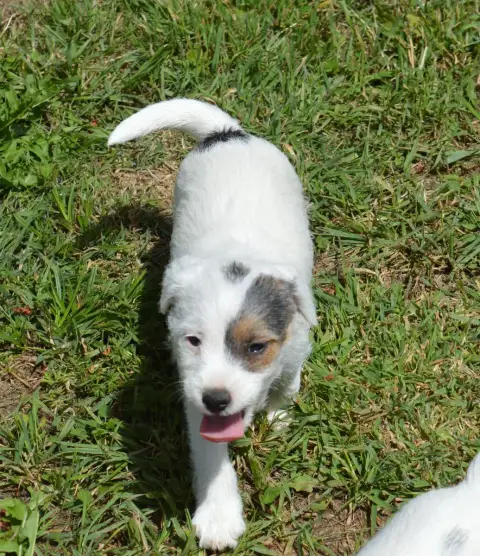 Parson Russell Terrier  Billy The Kid Du Jardin D'Inu c1b0c