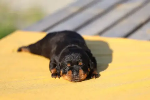 Rottweiler  Collier Vert Fluo Von Schwarzer Beschütze 97186