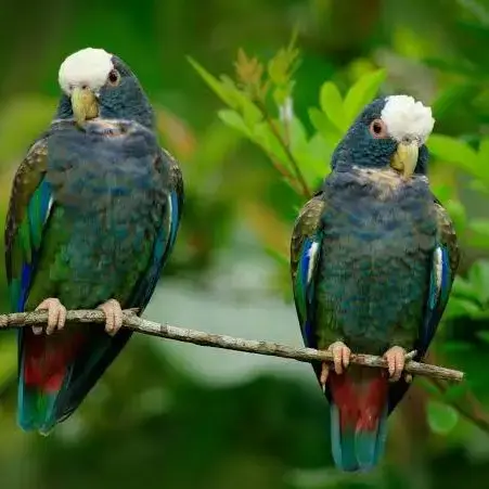 Couple Piones Senelis