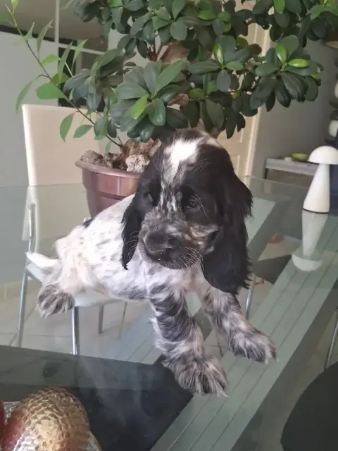Cocker Spaniel Anglais  Chiot 1 Bleu Du Bois Des Volc 951bc
