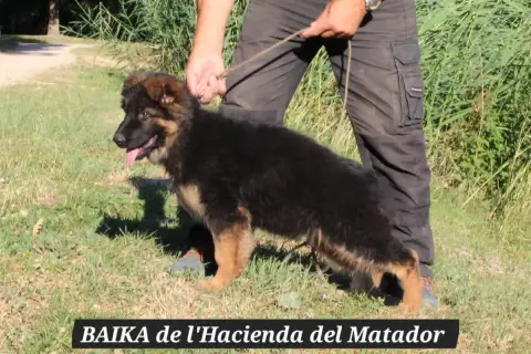 Berger Allemand Poil Long  Baïka De L'Hacienda Del Ma c508a photo 2