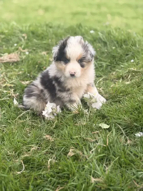 Berger Américain Miniature  Chiot N°6 De La Légende D d0ffe