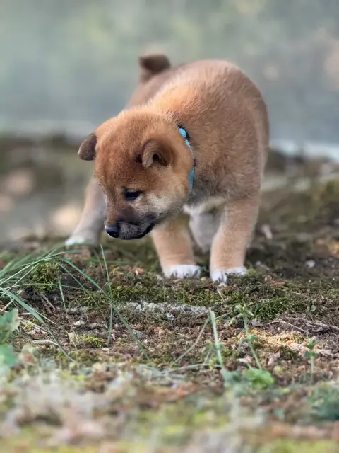 Shiba  Collier Bleu -