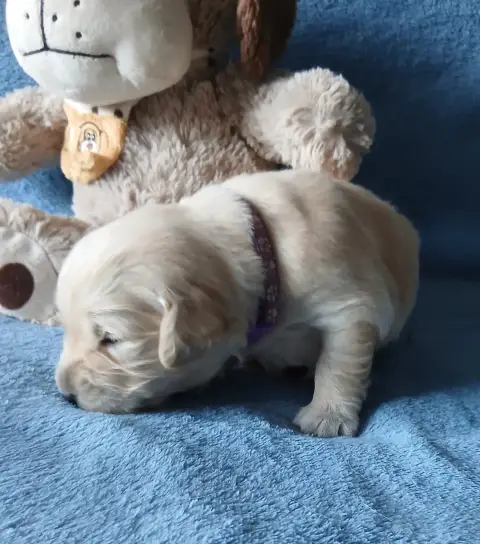 Golden Retriever  Miss Violette Des Jardins D'Or Et D ead8e