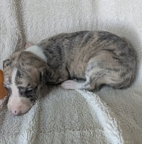 Whippet  Britranie De Rockalma photo 3