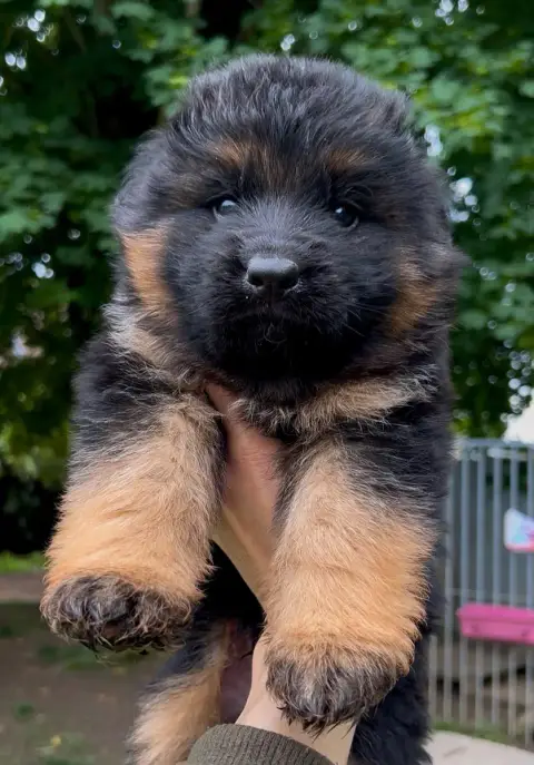 Berger Allemand  Male Poil Long Ii Von Haus Kenzy