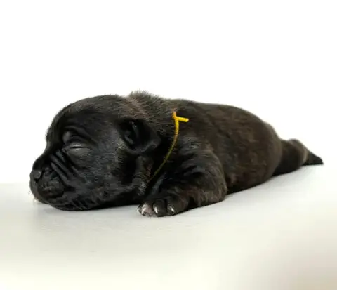 Staffordshire Bull Terrier  Chiot N°4 Du Domaine De P f3986