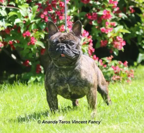 Bouledogue Français  Chiot 1 Domaine De Floyd Et Loun 2311f photo 2
