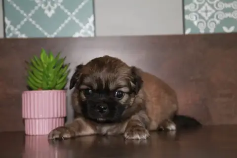 Epagneul Tibetain  Chiot N°1 Du Rêve Des Joyaux