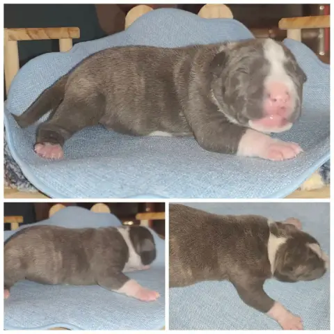 American Staffordshire Terrier  Bouly photo 2