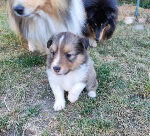 Shetland Sheepdog  Bon Jovi Du Val De Kiwitam