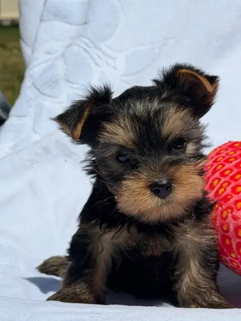 Yorkshire Terrier  Chiot N°1 Du Moulin De Madjurie
