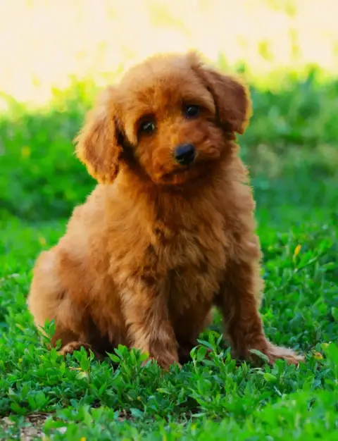 Caniche  Chiot Nain Fauve photo 2