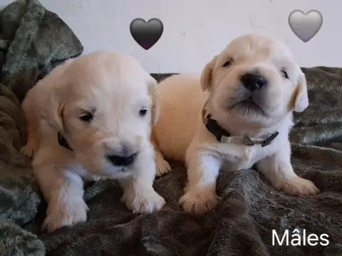 Golden Retriever  Collier Gris Du Domaine Des Eurante 94e06