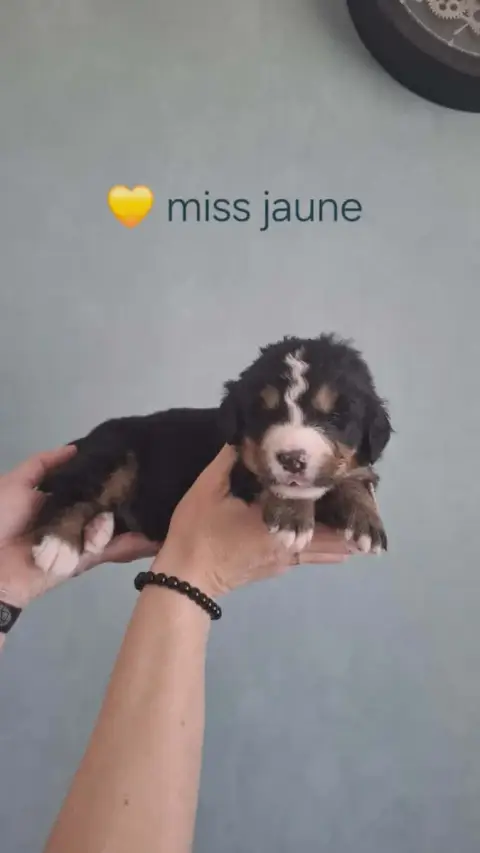 Bouvier Bernois  Miss Jaune Du Domaine Dolysnow