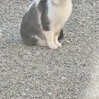 Frimousse À L’Adoption