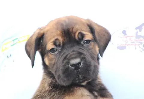 Cane Corso  Chiot N°2