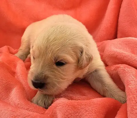 Golden Retriever  Baya photo 2