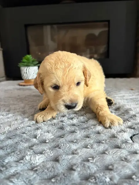 Golden Retriever  Chiot N°2