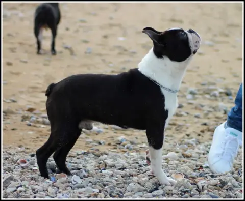 Boston Terrier  Femelle 1 L'Aige De La Tournelle