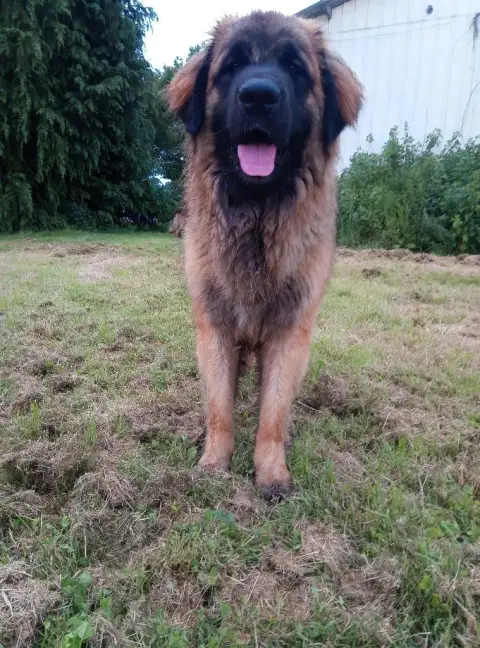 Leonberger  Chiot Rose Des Terres Noires D'Epona photo 3