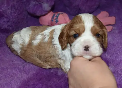 Cavalier King Charles Spaniel 
                       80403