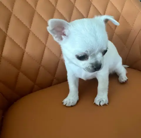 Chihuahua  Billy photo 3
